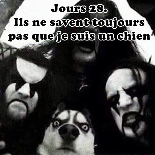 Episode 247 // Les N'animaux