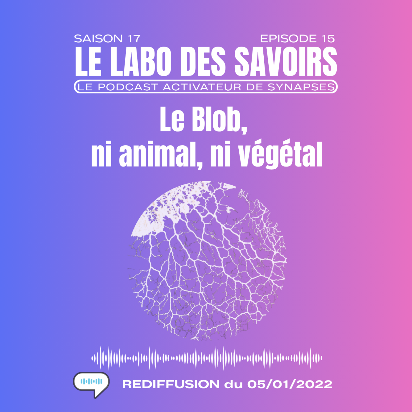 [REDIFF] Le blob, ni animal, ni végétal