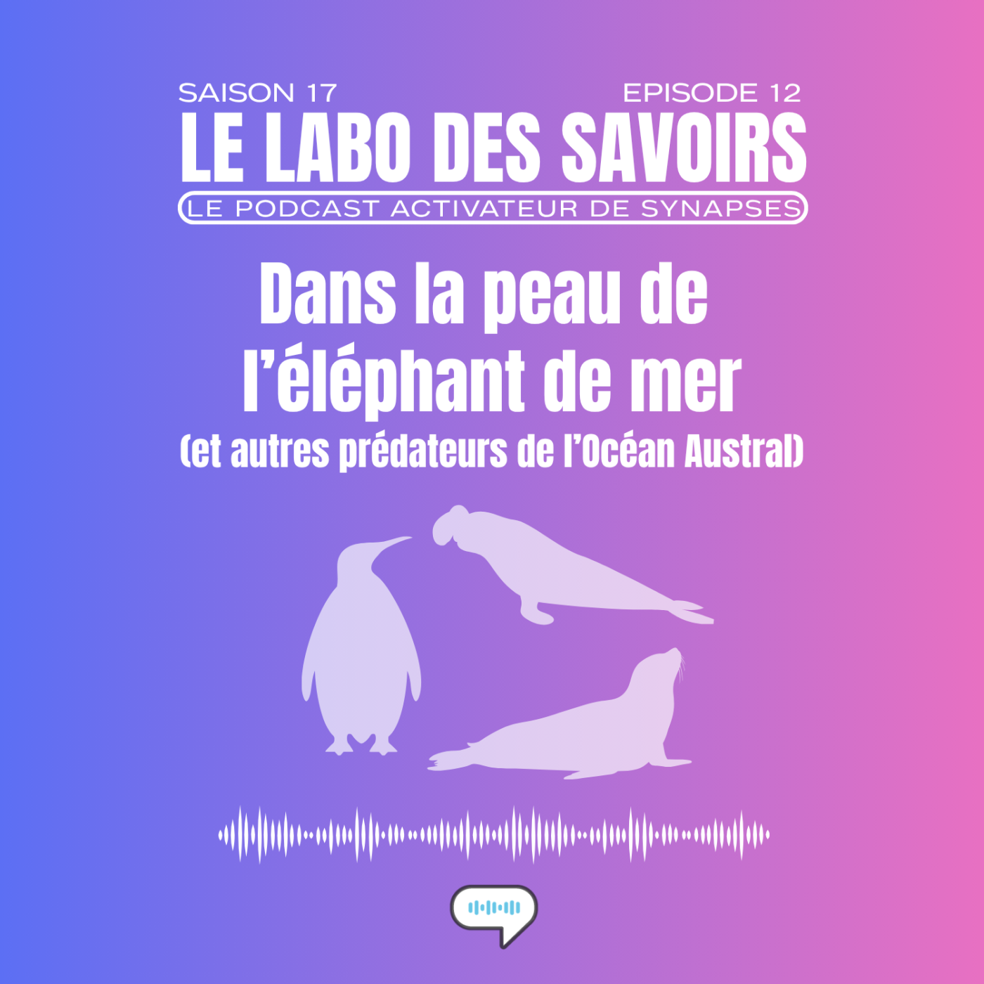 Dans la peau de l'éléphant de mer (et autres prédateurs de l’Océan Austral)