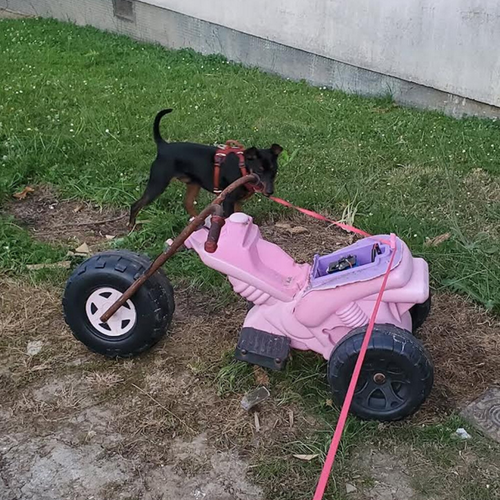 Gary Satan the dog ZOOMIES PARTY live & mix 2025